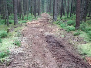 Rodearbeiten Rückegasse